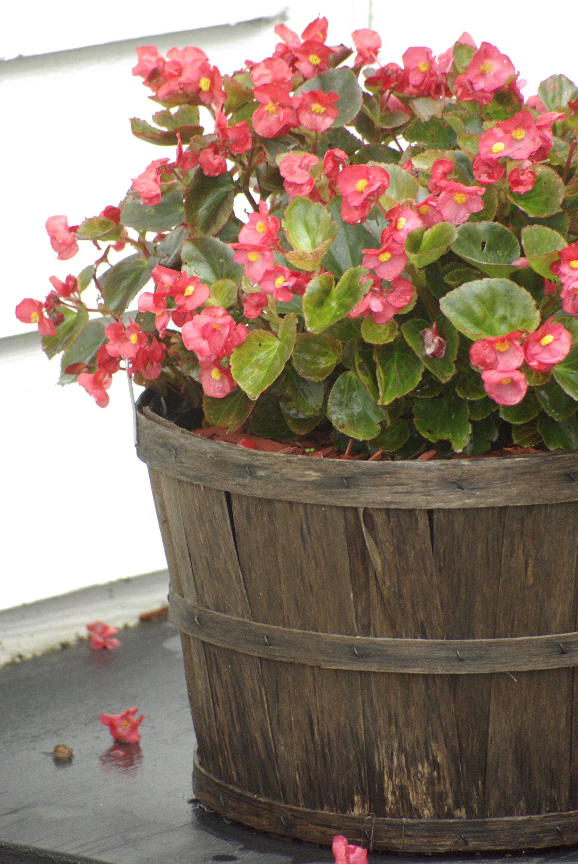 begonias-in-wooden-container