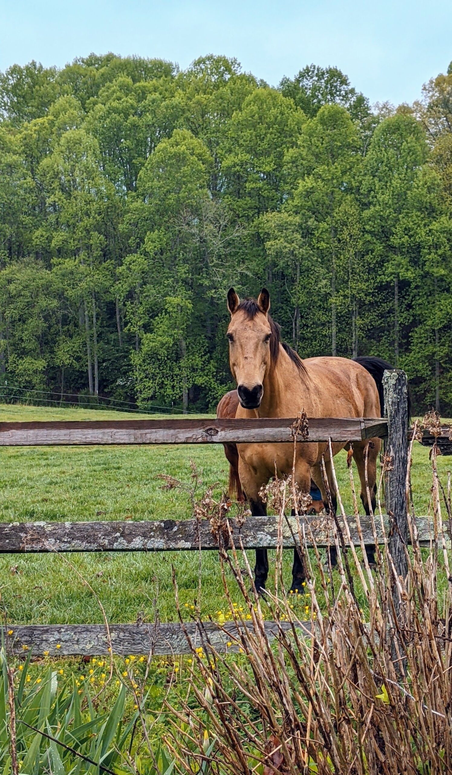 horse-in-pasture