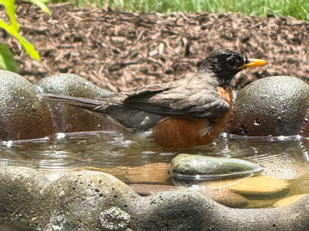 American Robin Sitting In Bird Bath - Artist Reference Photos