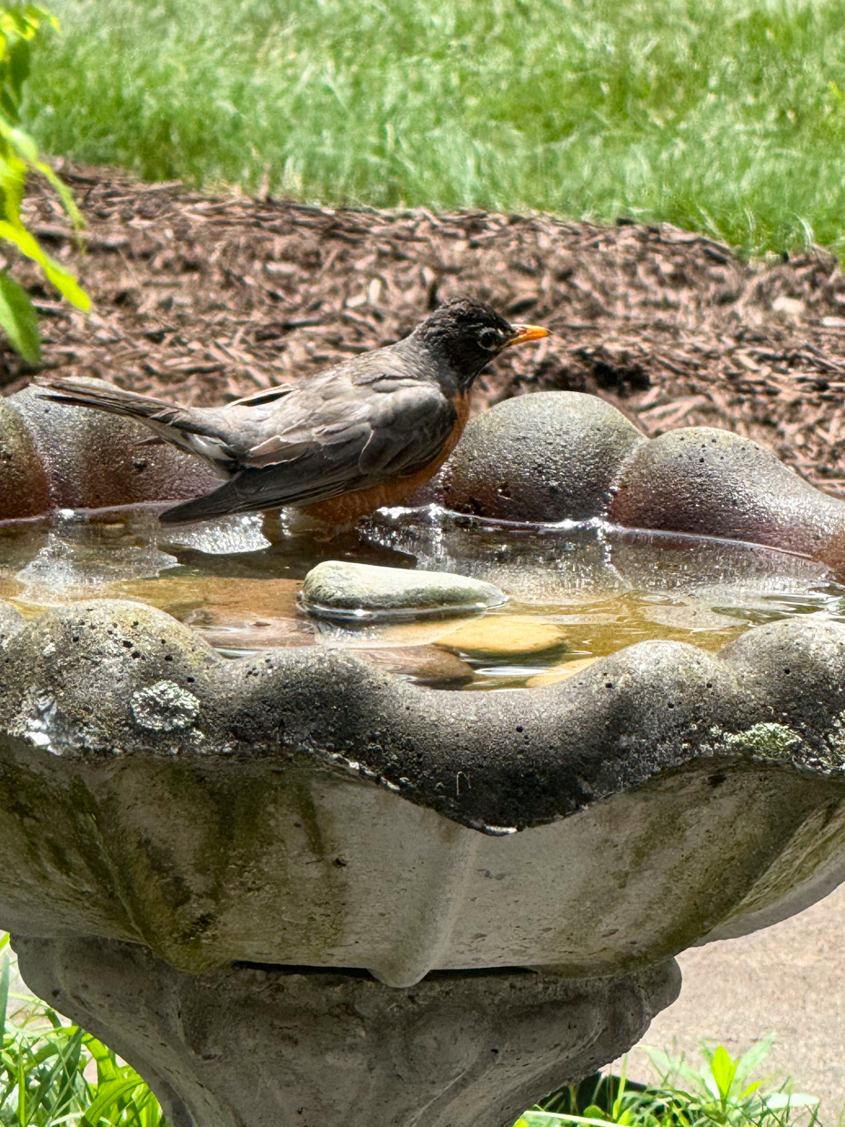 american-robin-sitting-in-bird-bath