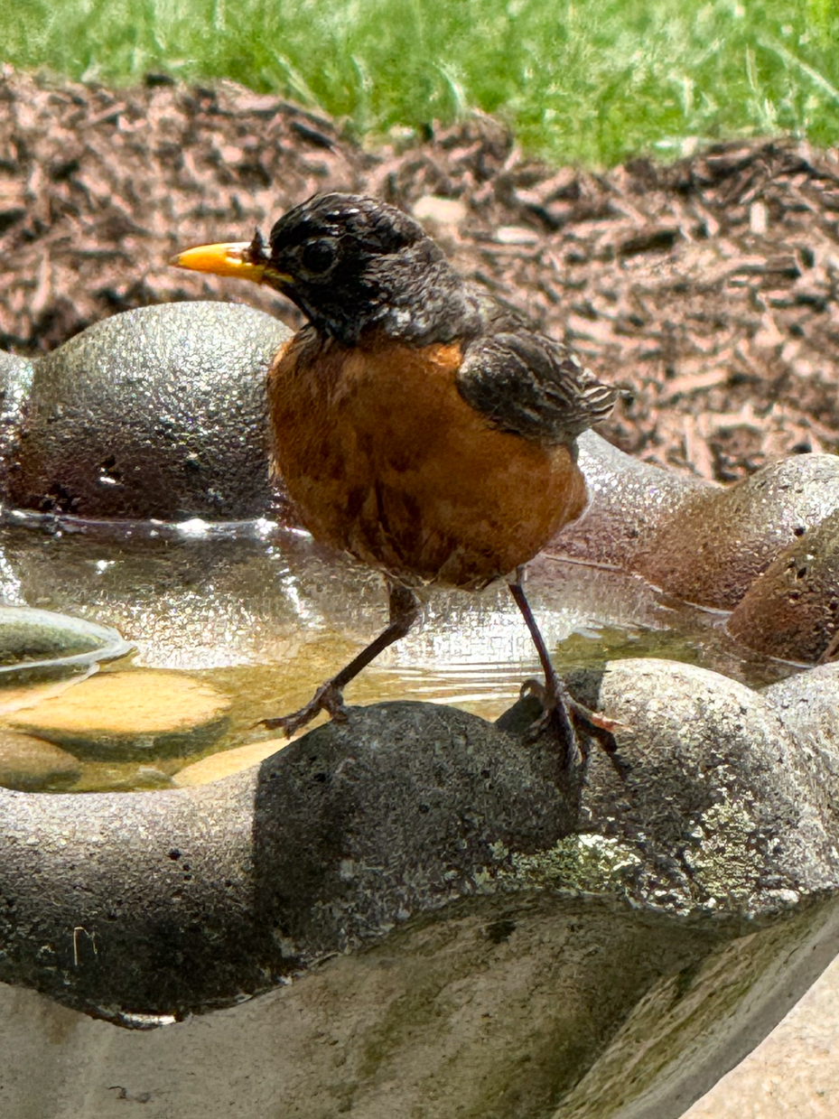 american-robin