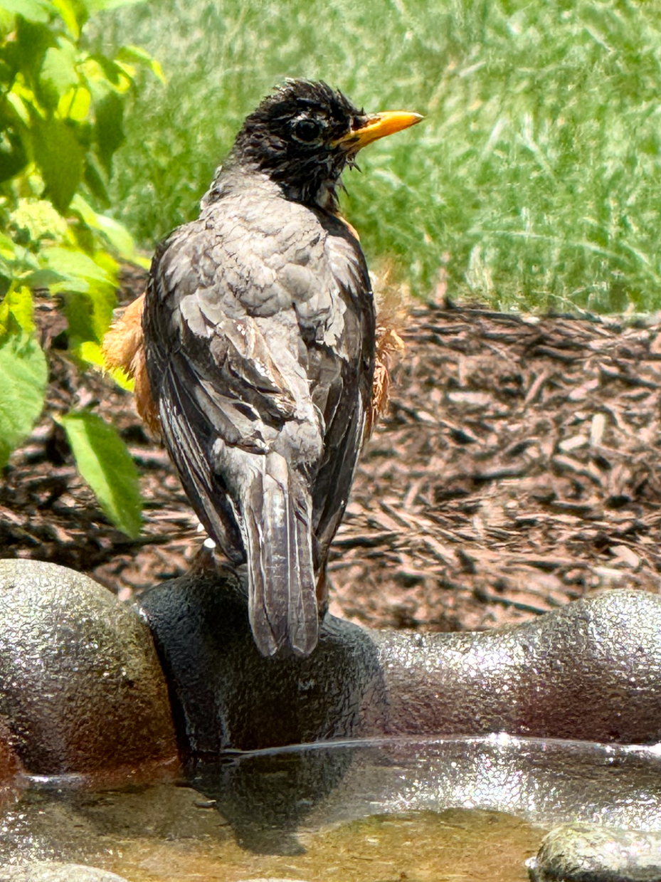 american-robin