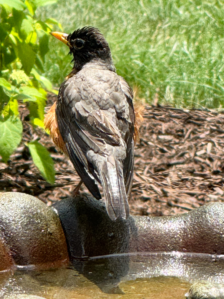 american-robin-in-bird-bath