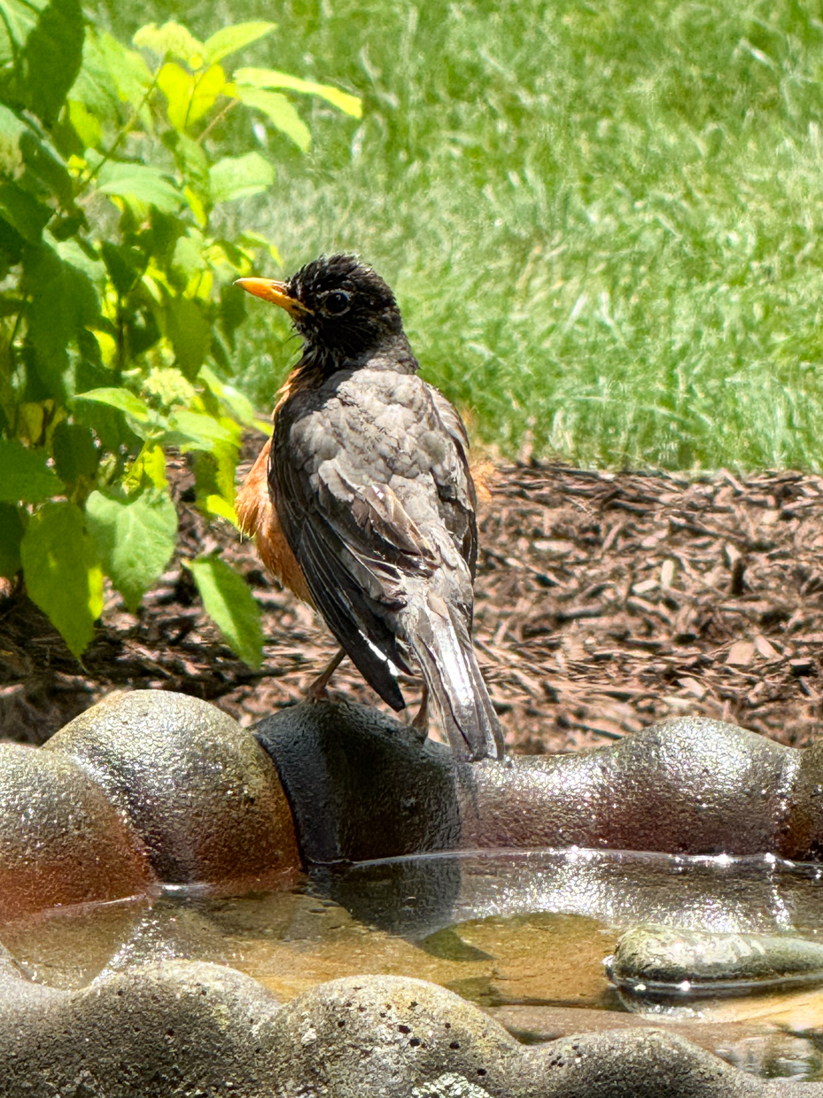 american-robin