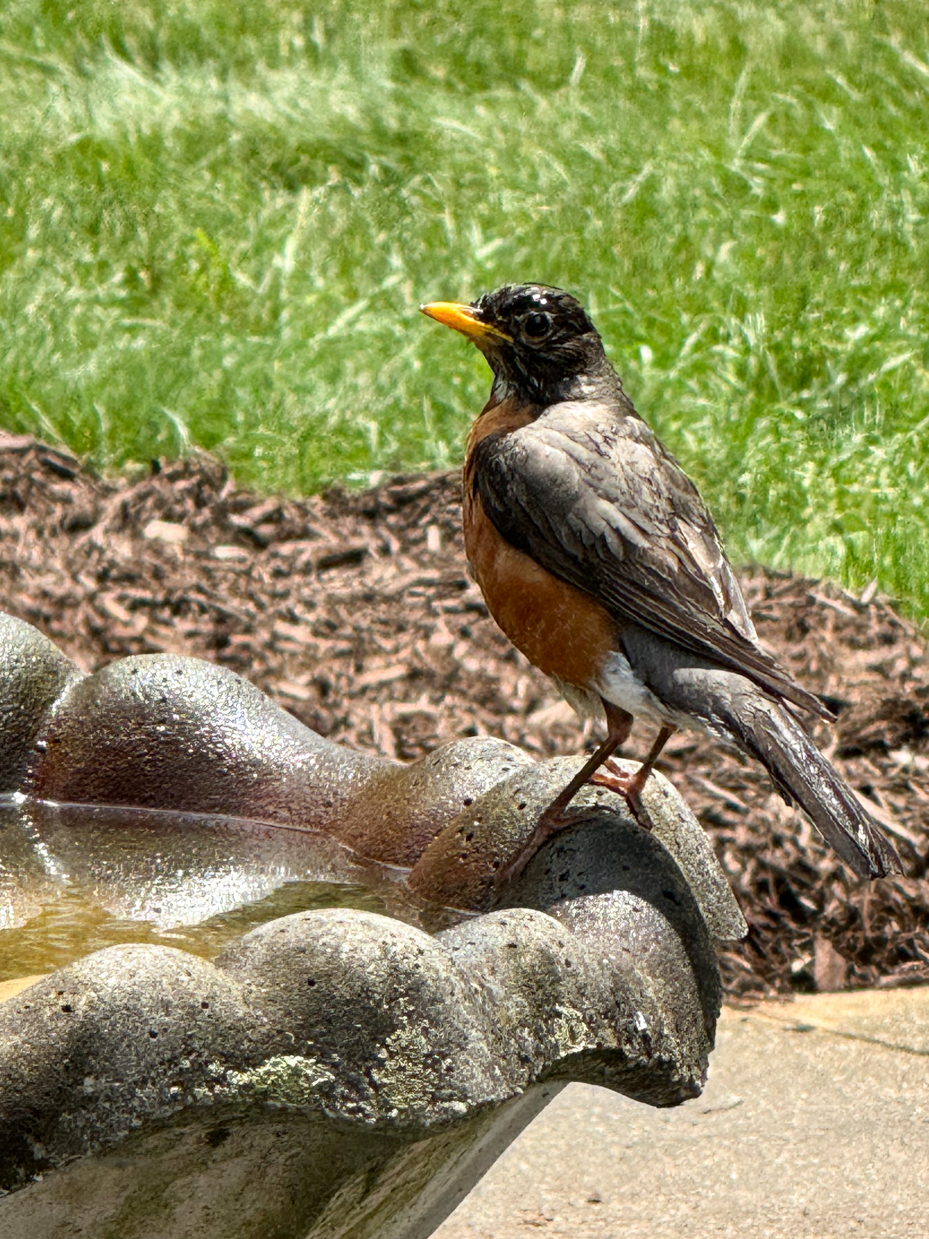 american-robin-resting-on-bird-bath