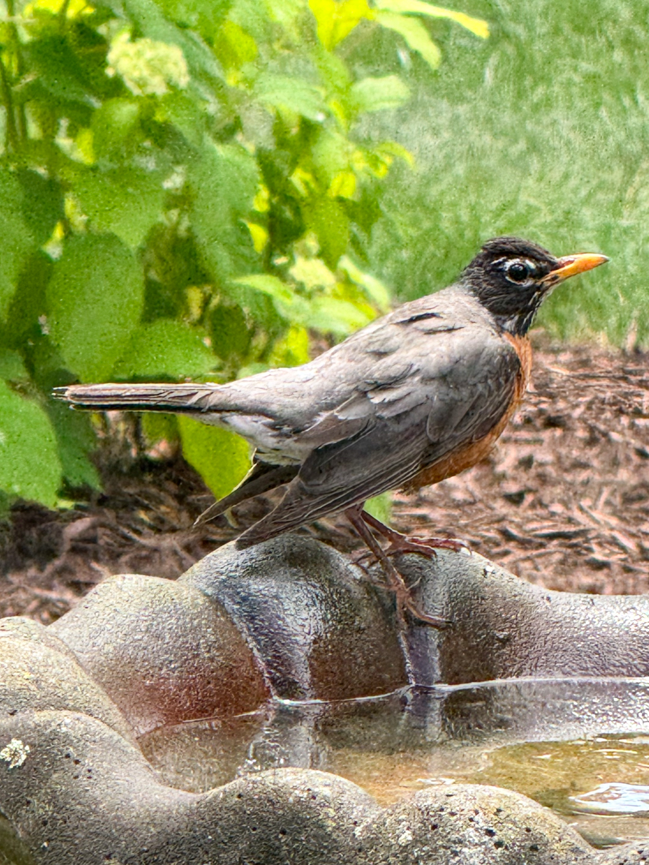 american-robin-bird-bath