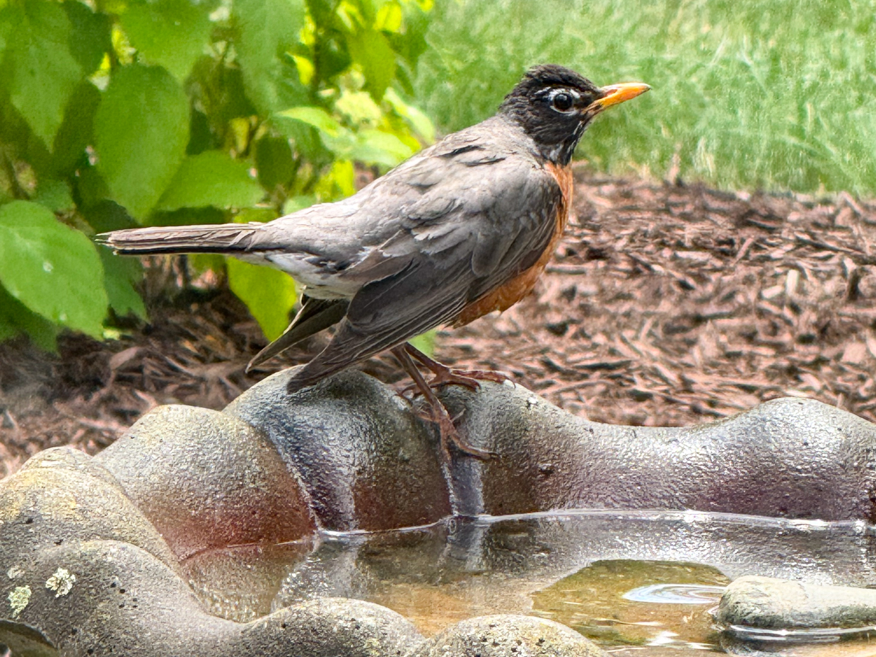 American Robin Bird Bath with Trees - Artist Reference Photos