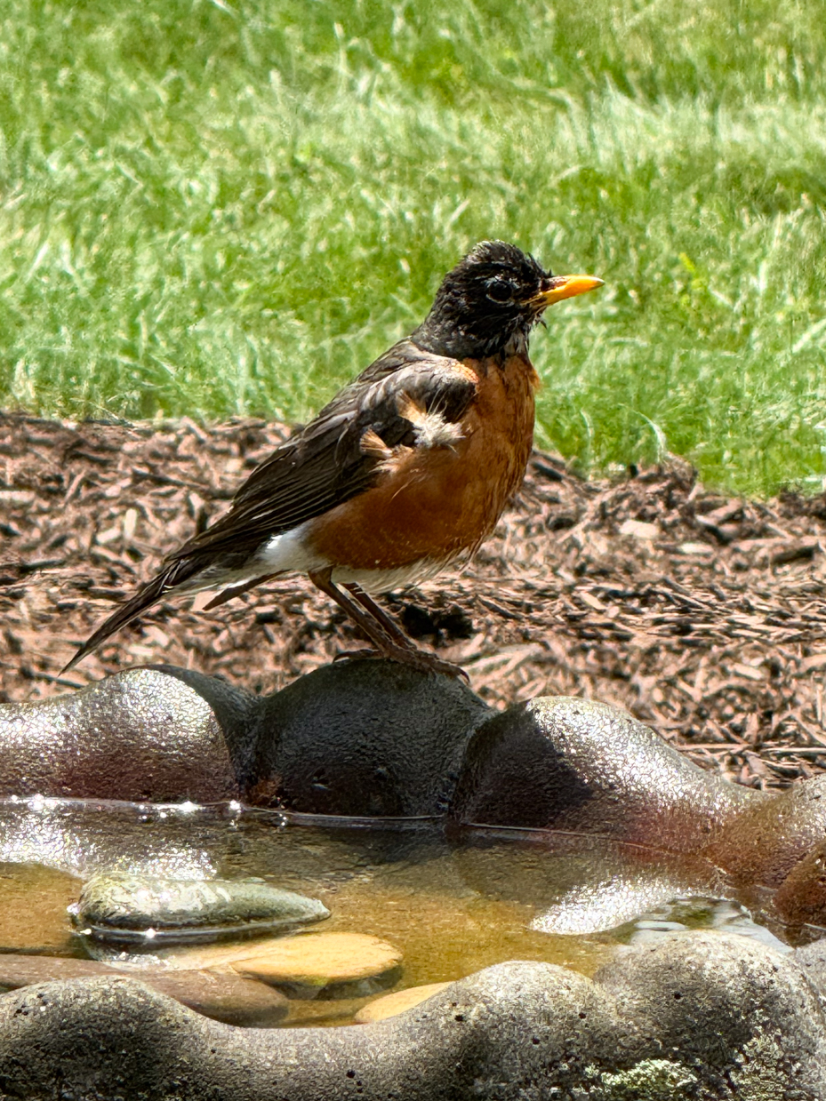 american-robin-resting