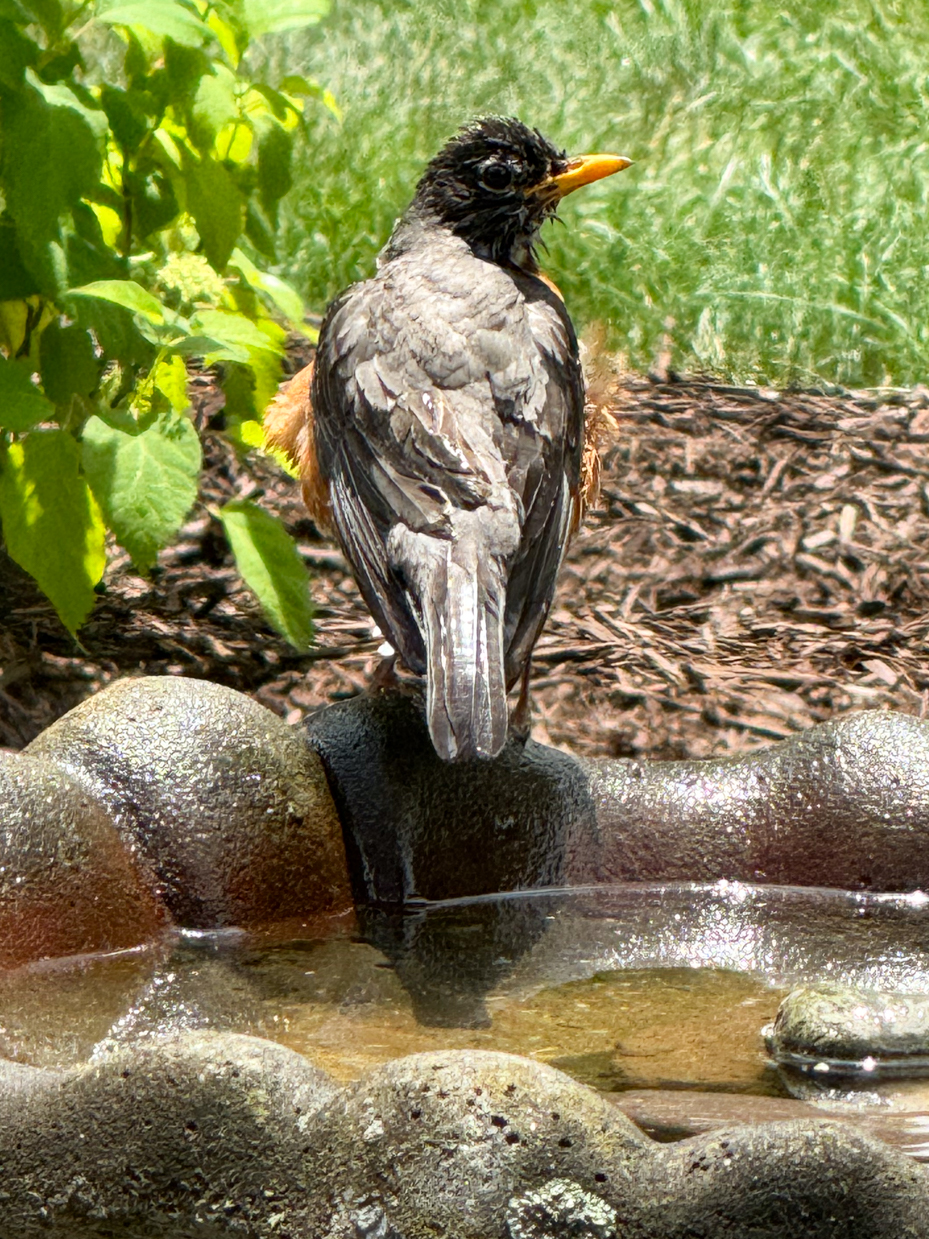 american-robin-resting-in-bird-bath