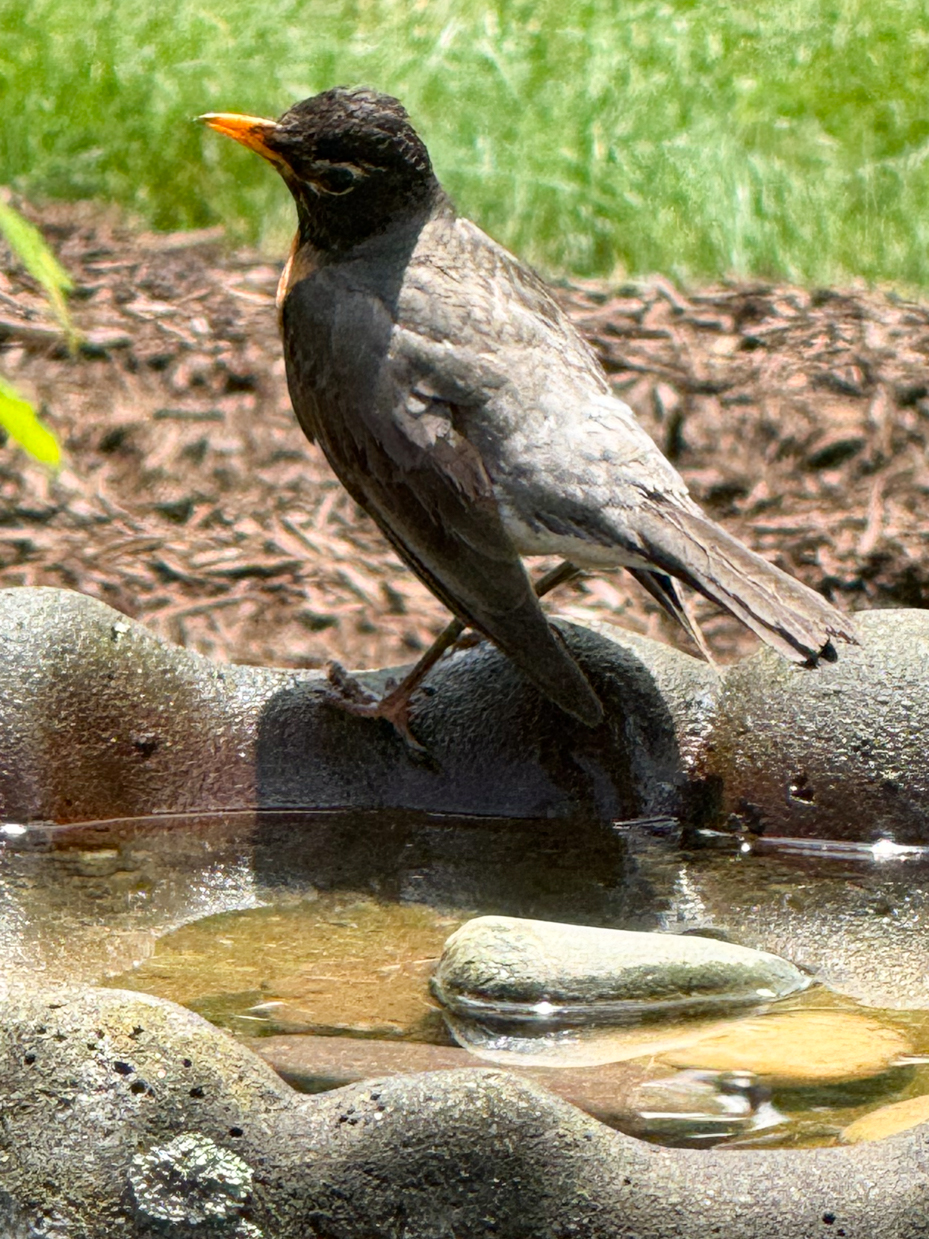 american-robin-standing-on-bird-bath