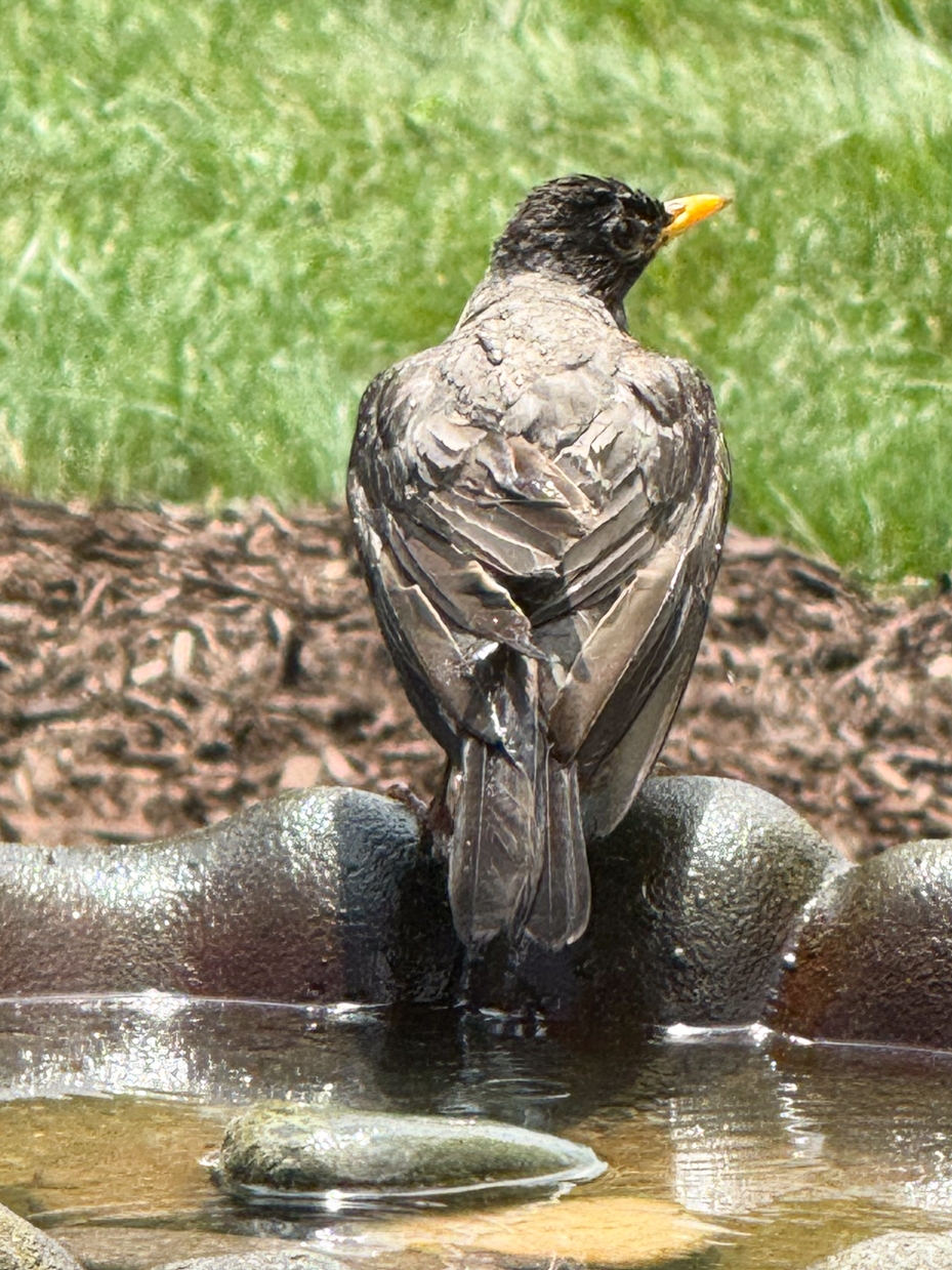 american-robin