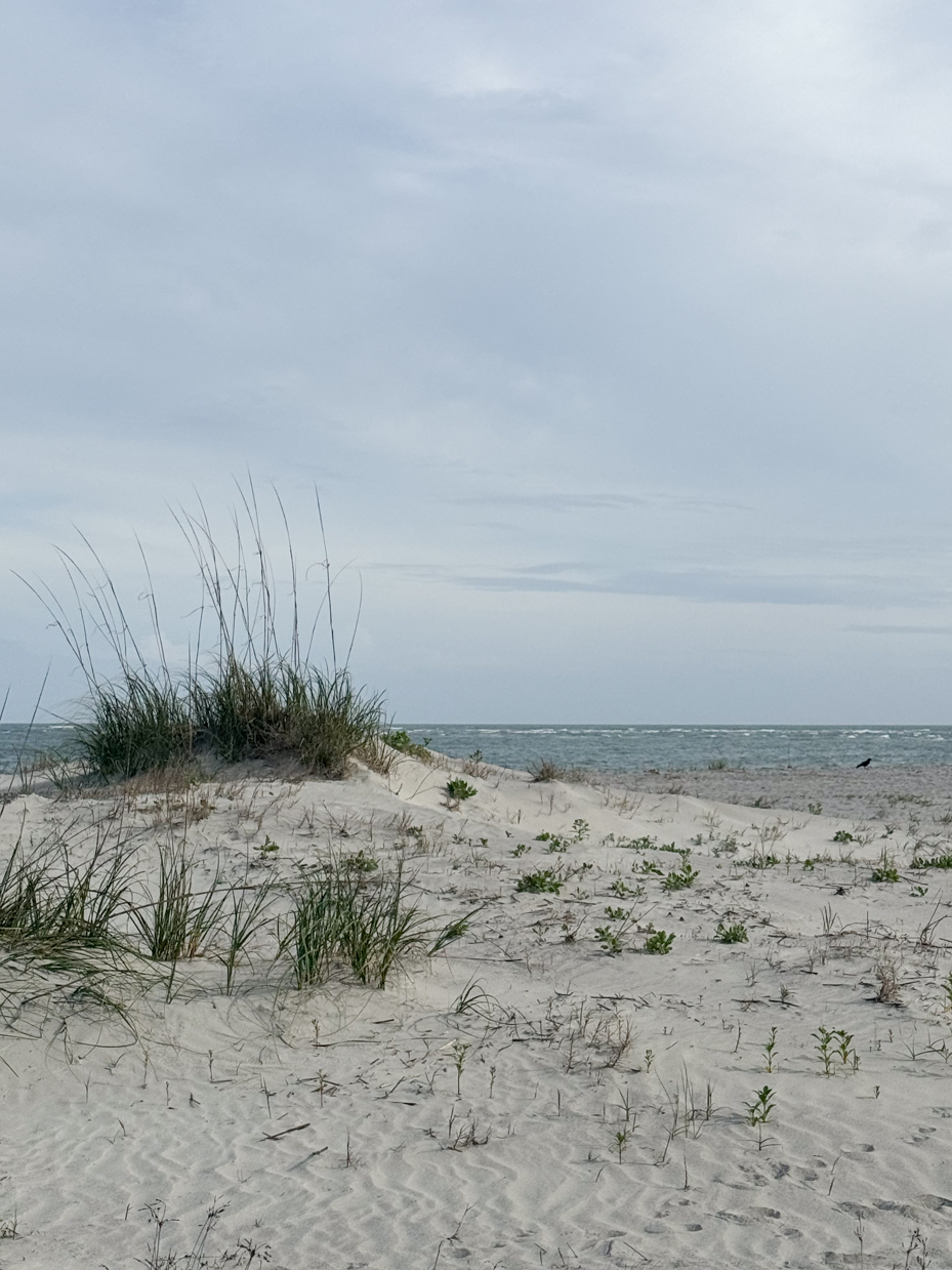 beach-grass-in-dunes-at-the-ocean