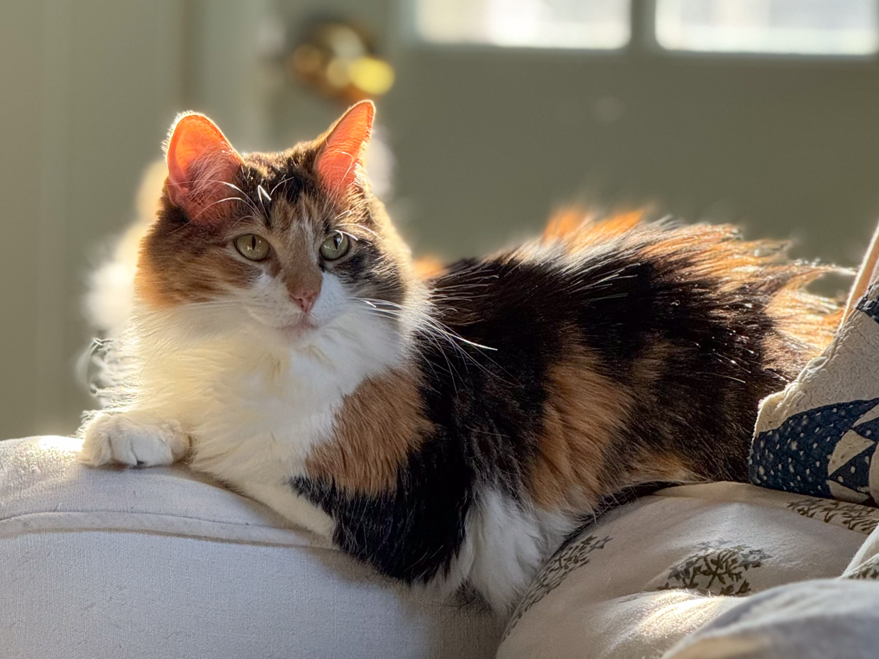 sitting-calico-cat