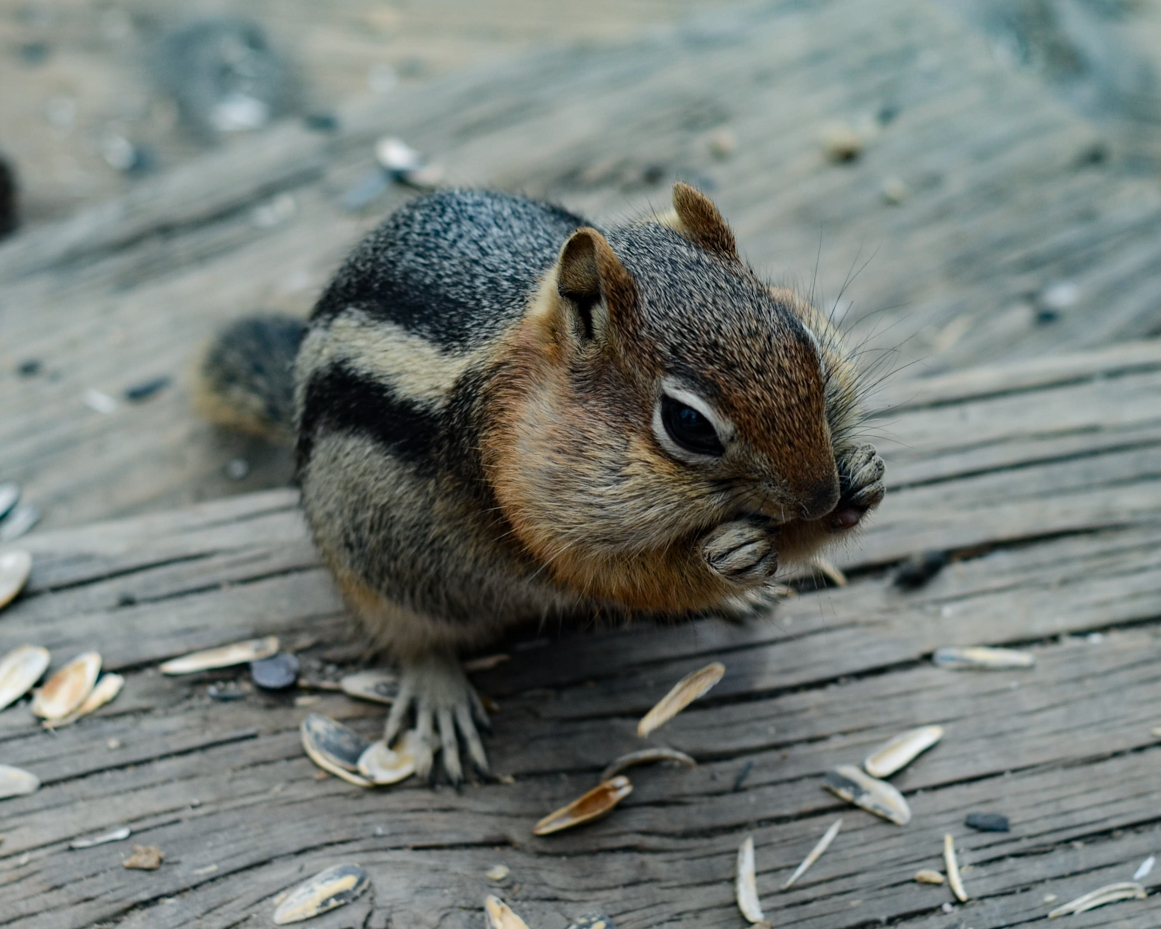 eating-chipmunk