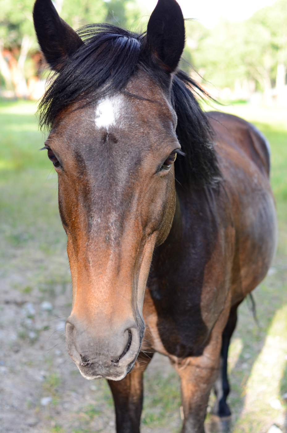 close-up-of-horse