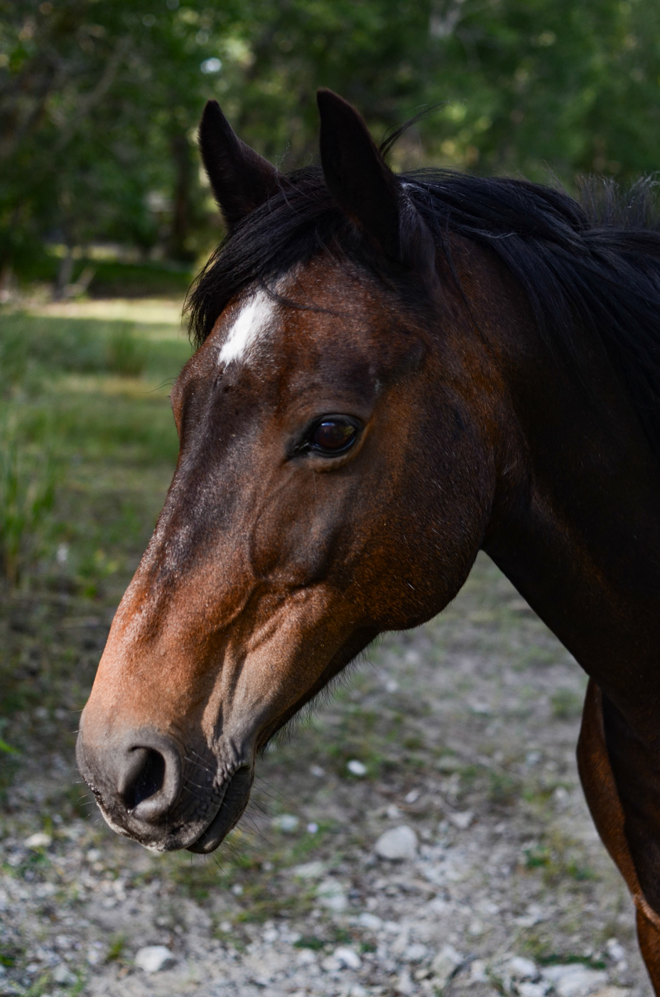 close-up-of-horse-with-white-spot