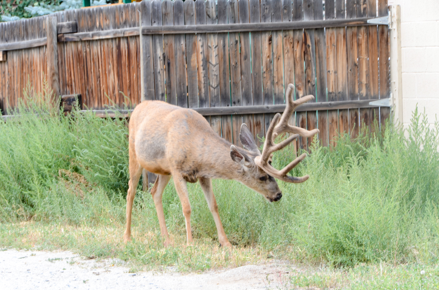 deer-with-grass-and-fence