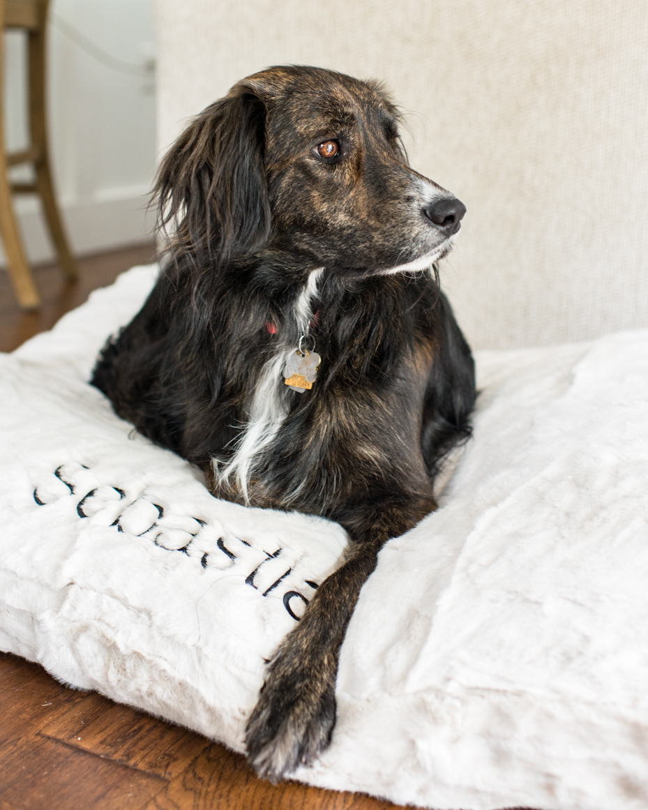 dog-resting-on-white-dog-bed