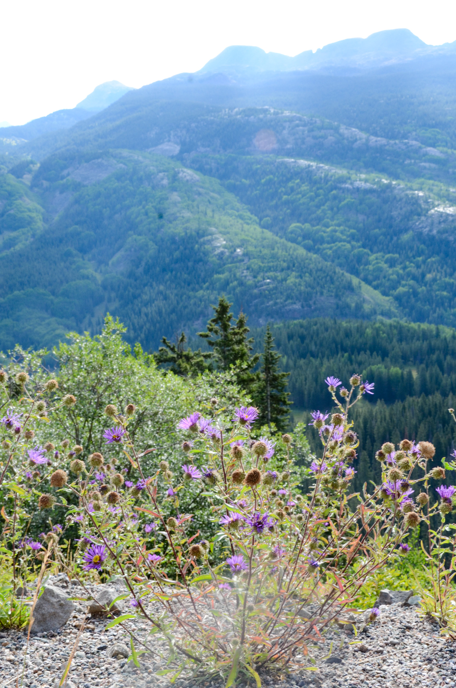 purple-flowers-with-mountains-in-back