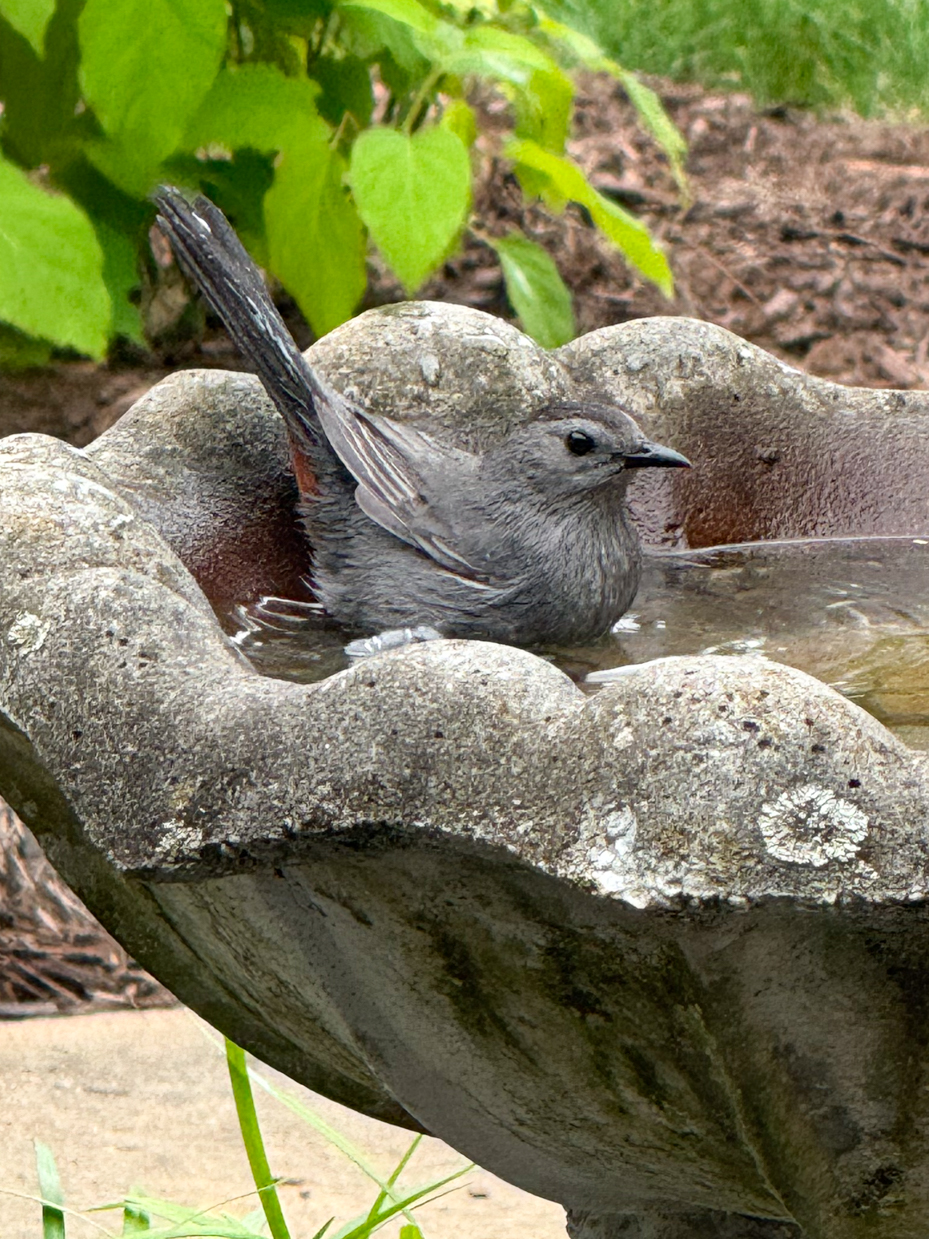 gray-catbird