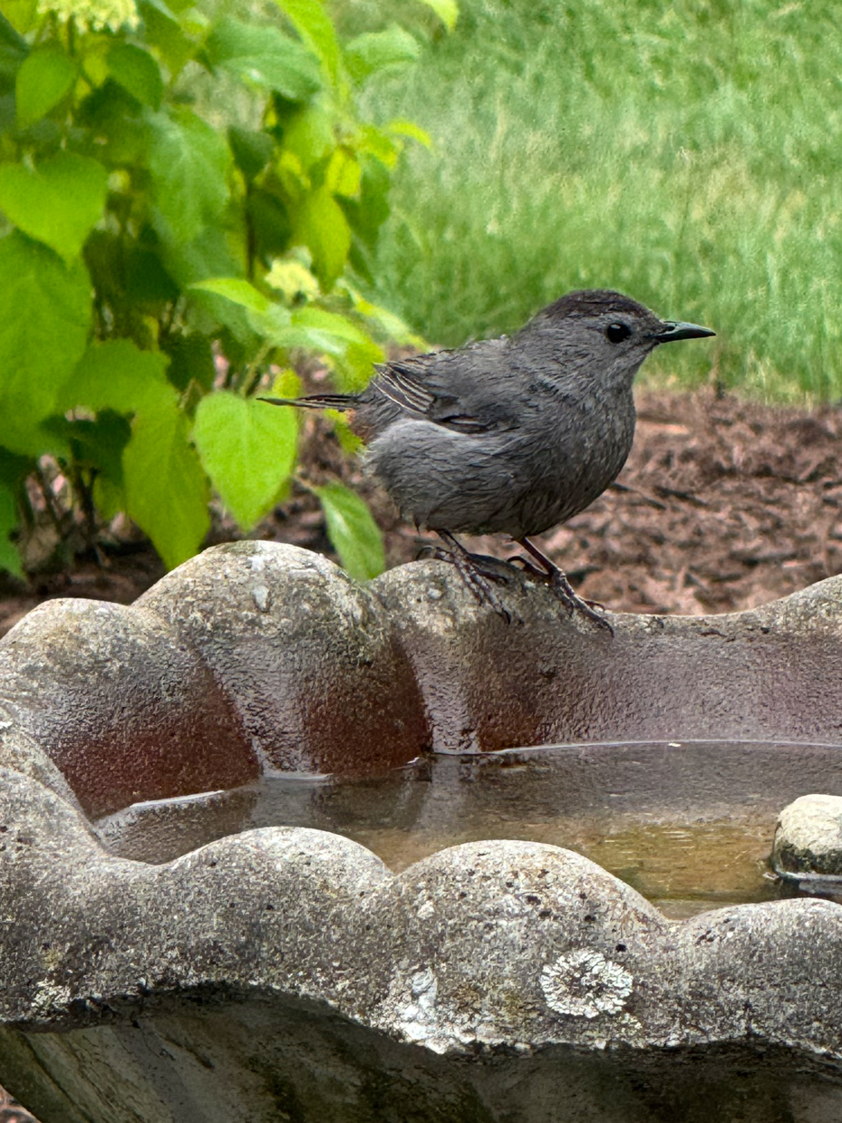 bird-bath-gray-catbird