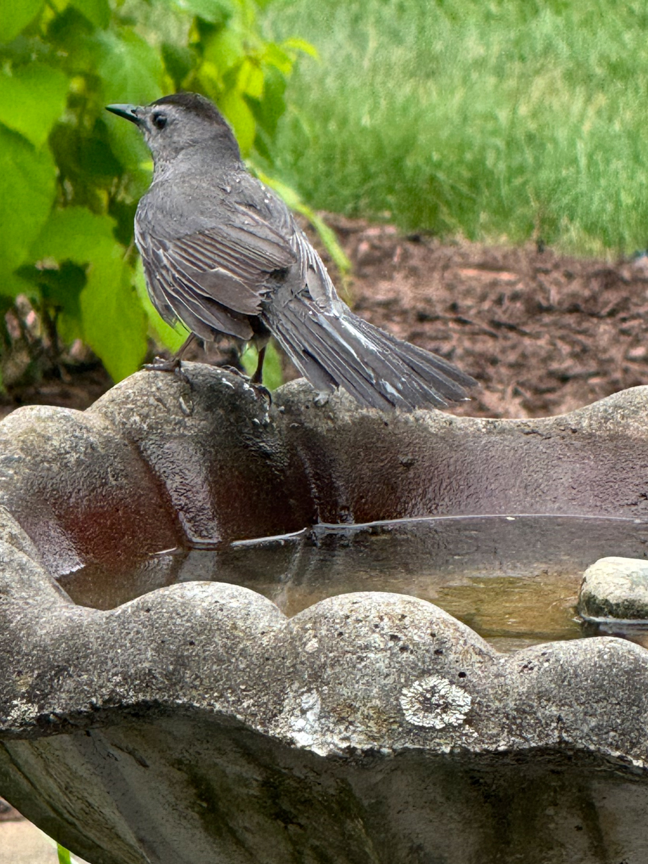 gray-catbird-resting-on-bird-bath