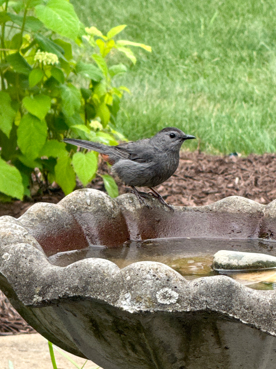 gray-catbird