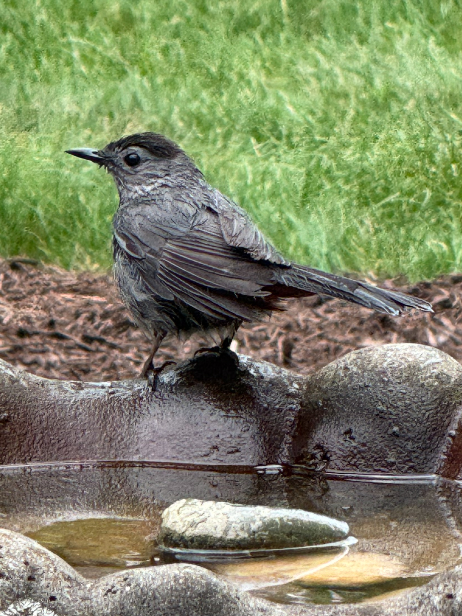 gray-catbird