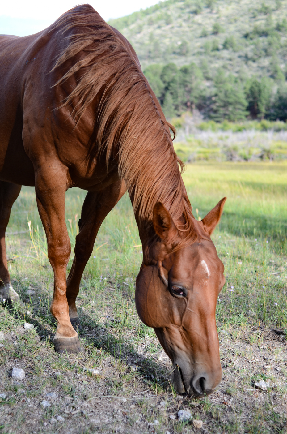 horse-eating-grass