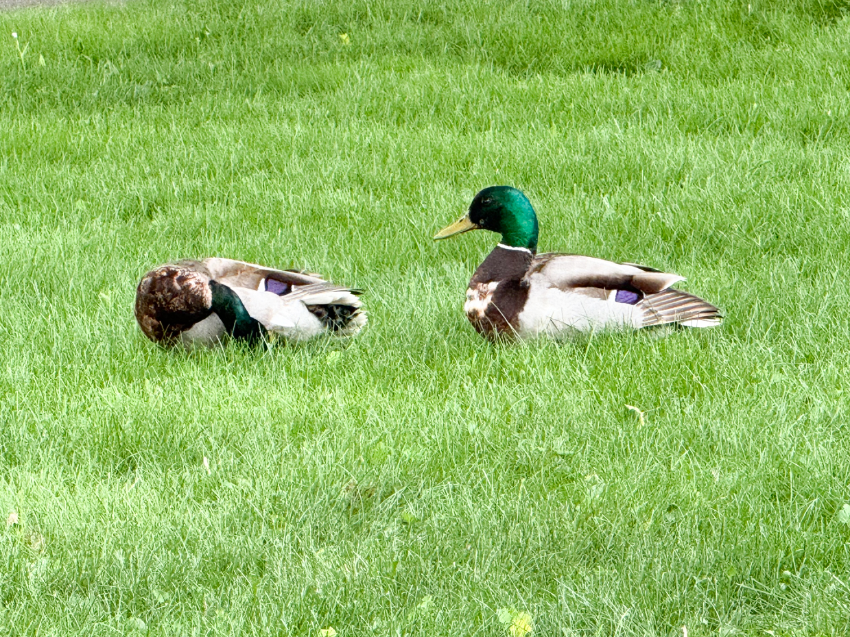 mallard-ducks