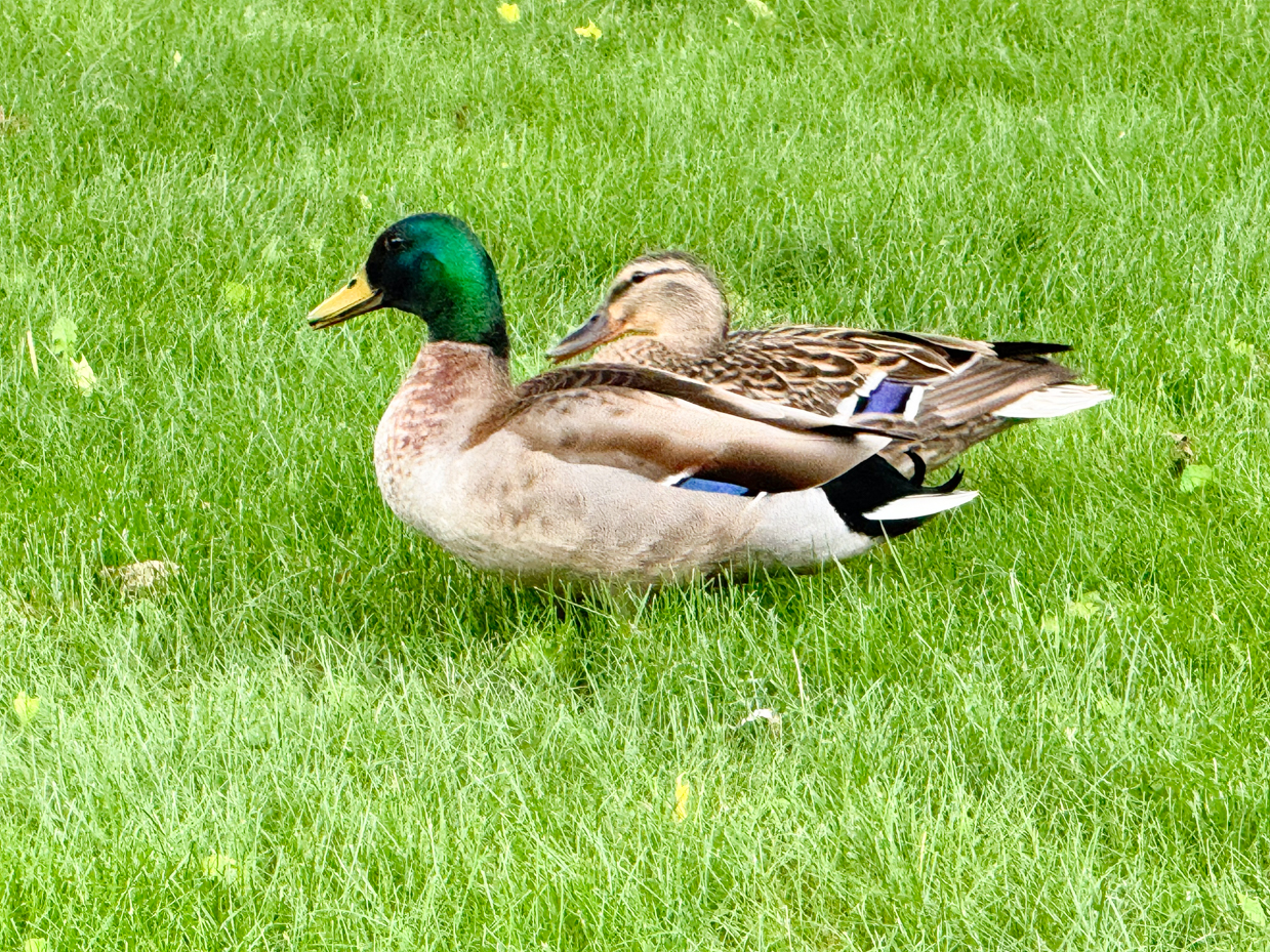 mallard-ducks-sitting-in-grass