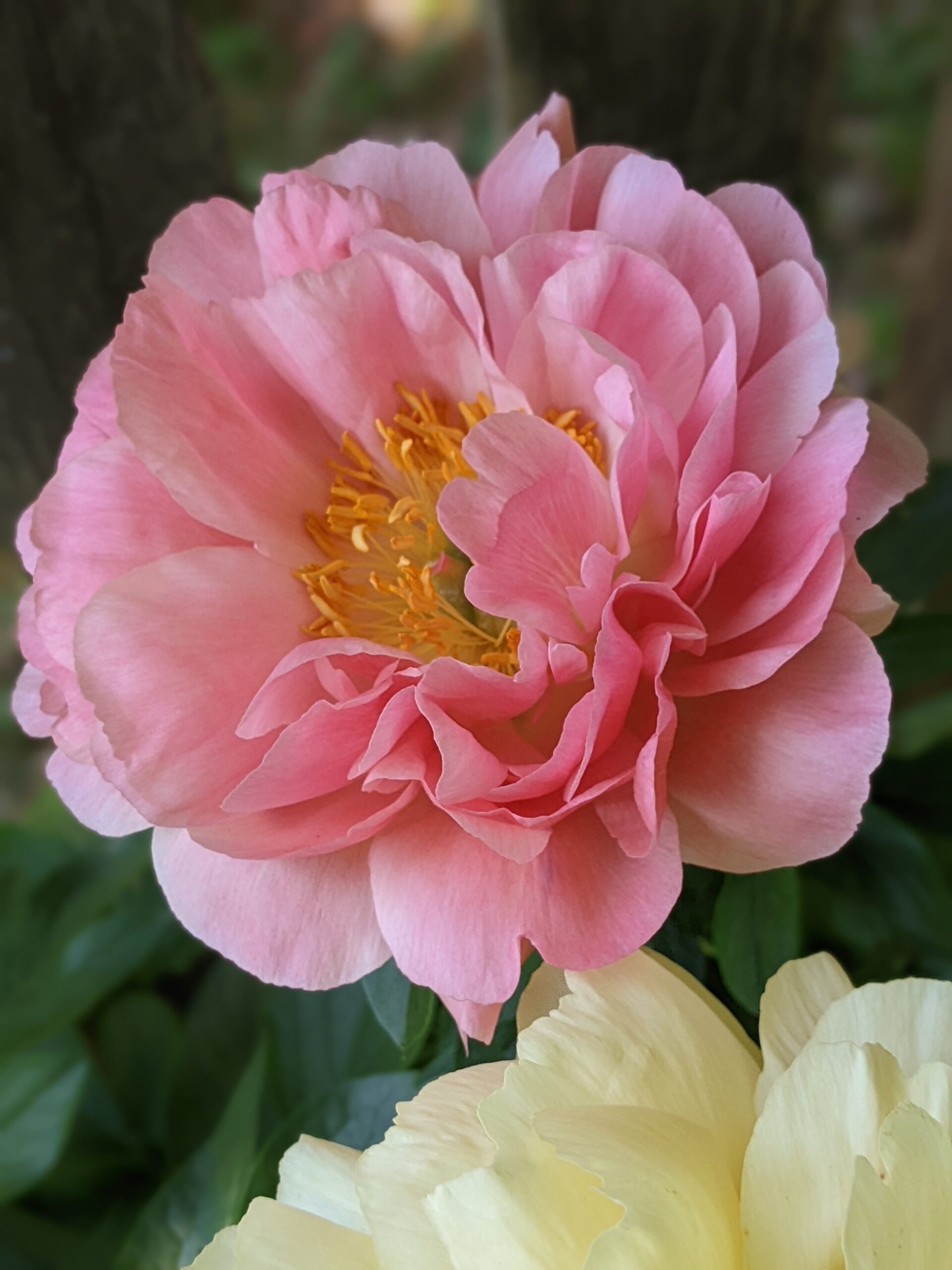 Pink Peony artist reference photo