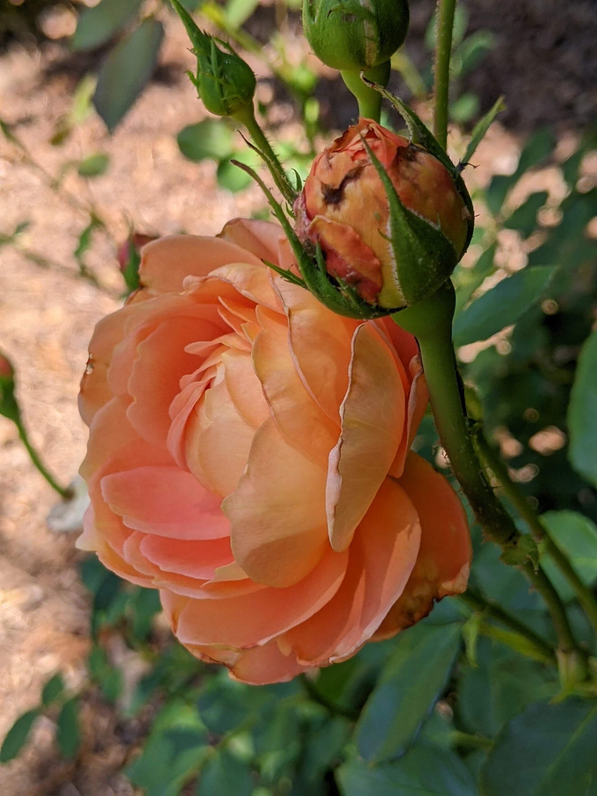 apricot-rose