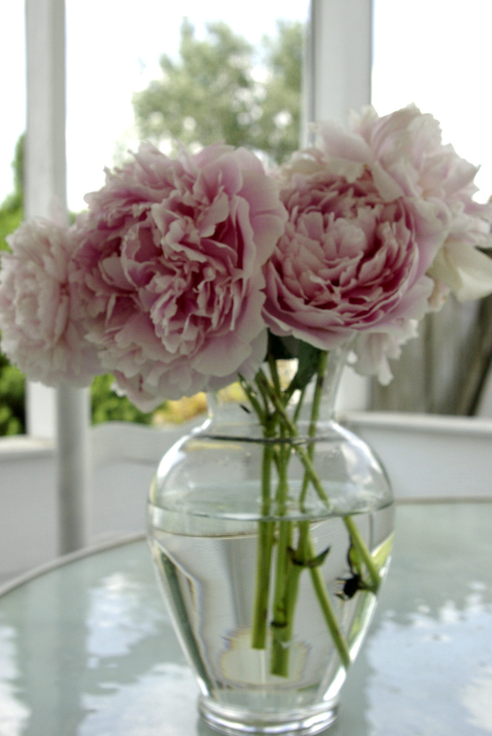 pink-peonies-in-vase