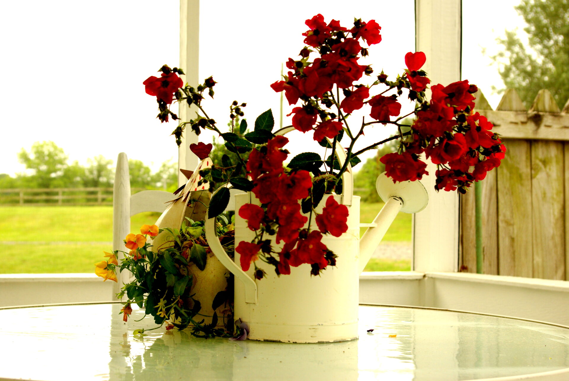 cottage-roses-and-pansies-in-watering-can