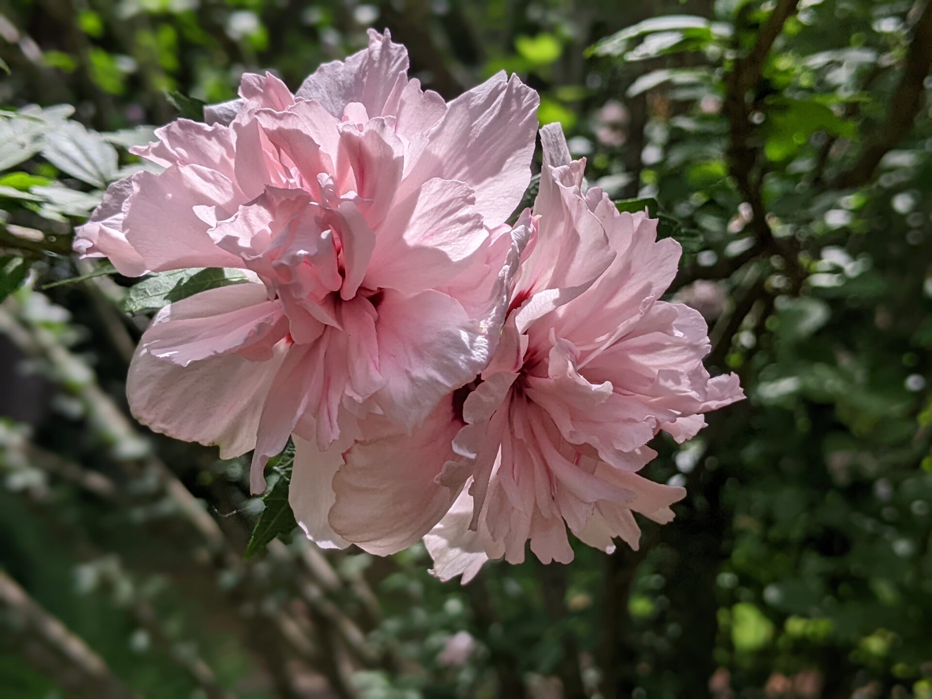 rose-of-sharon