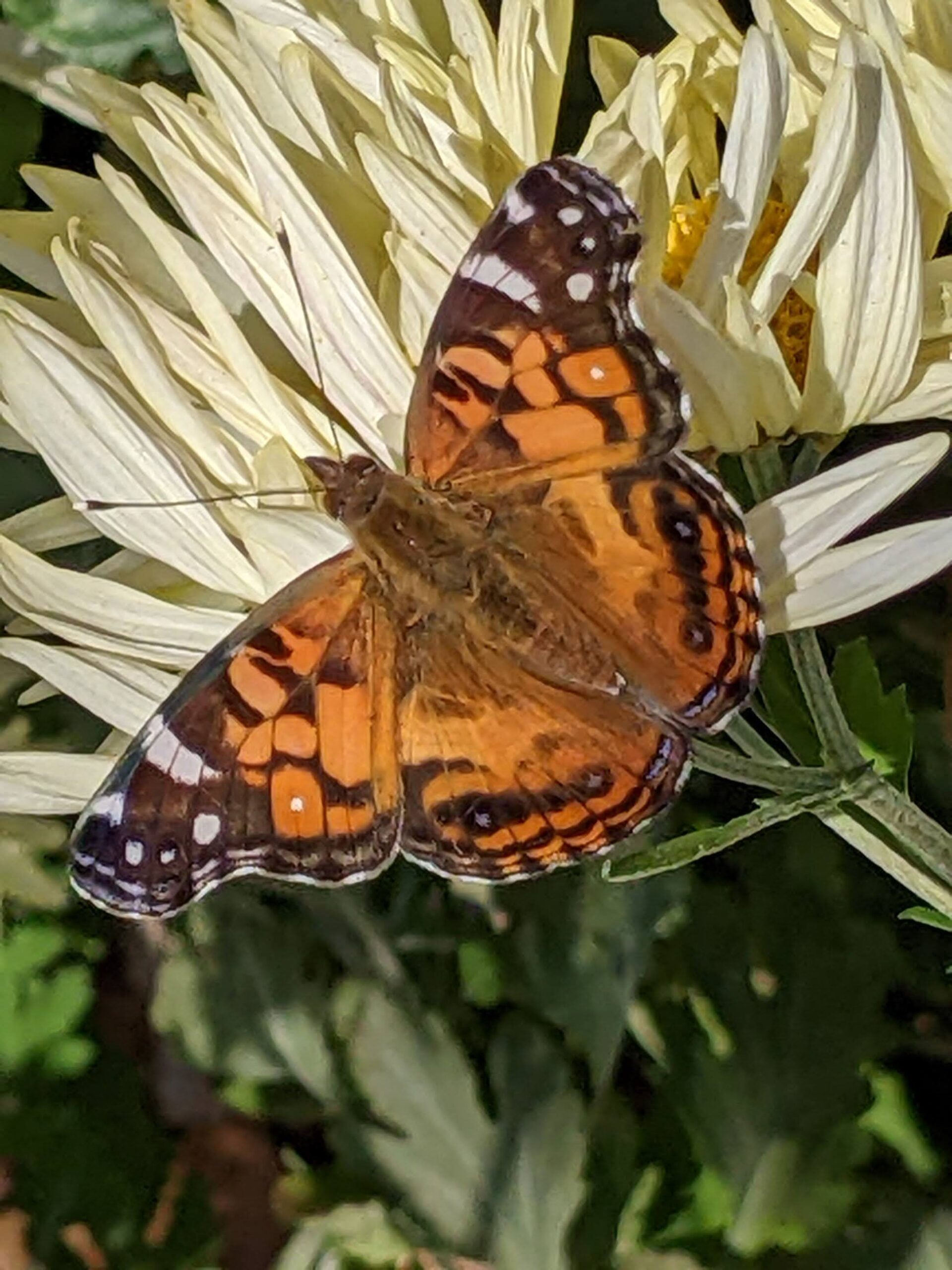 american-lady-butterfly