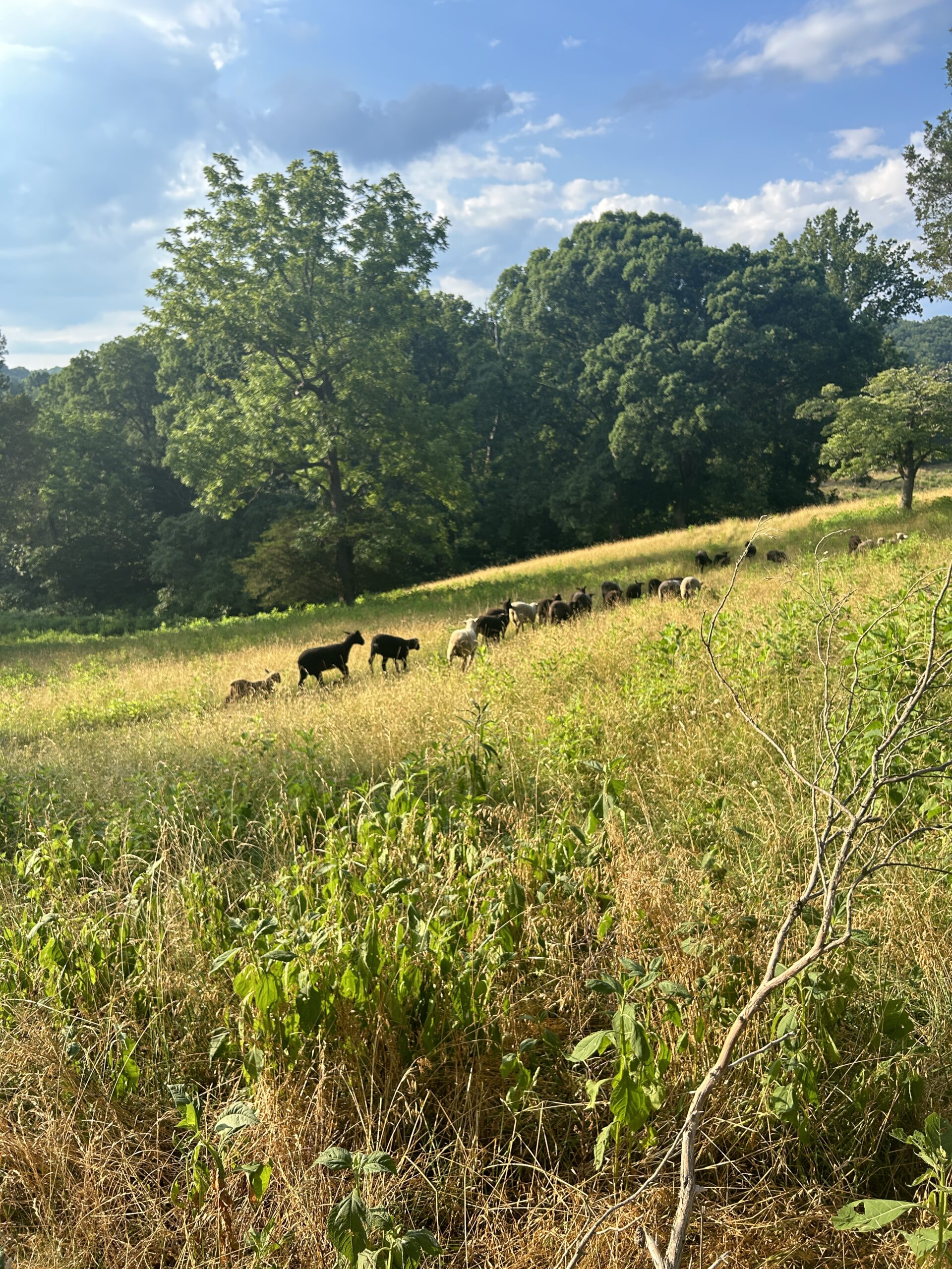 sheep-farm