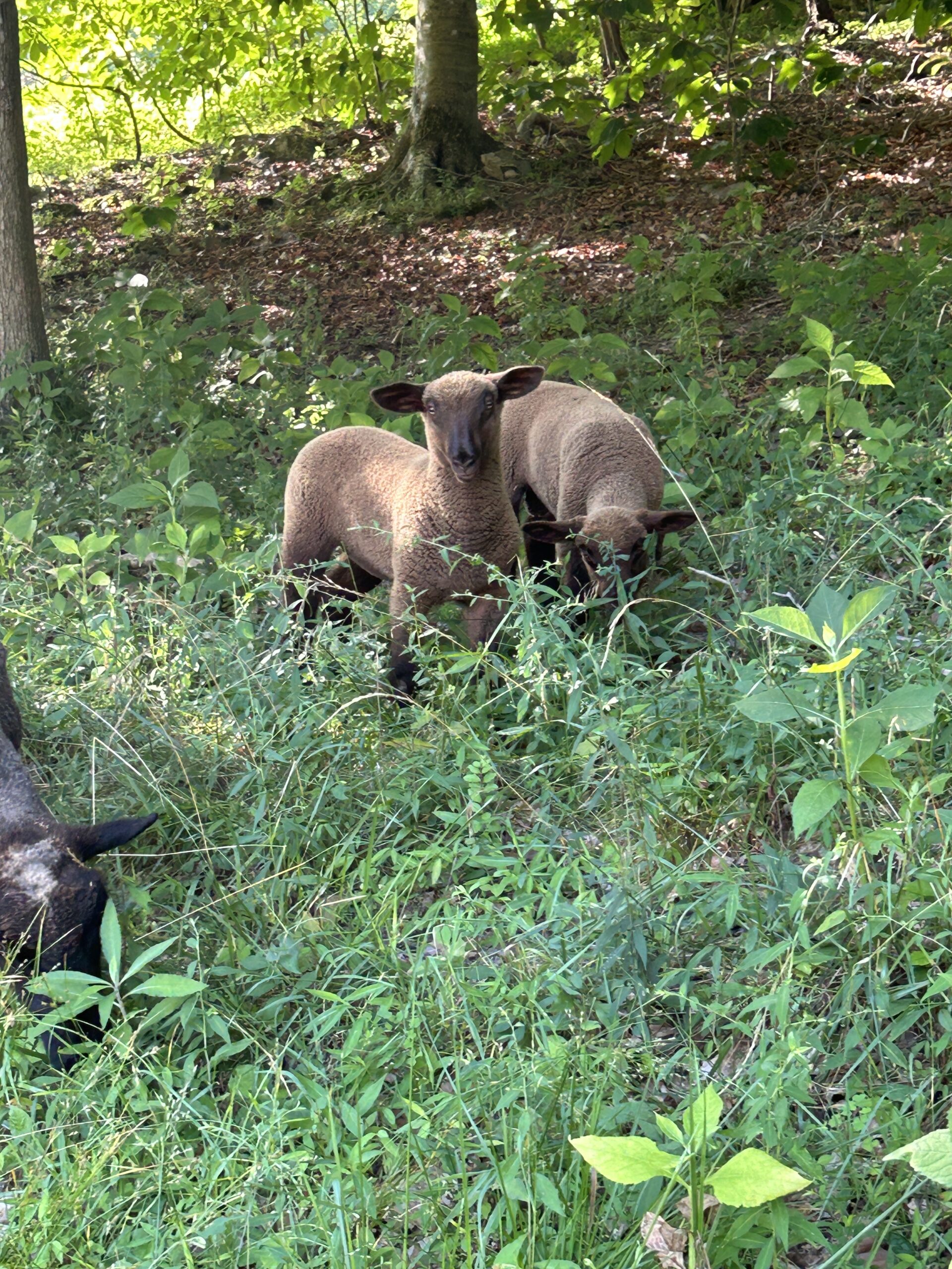 Taupe Lamb artist reference photo