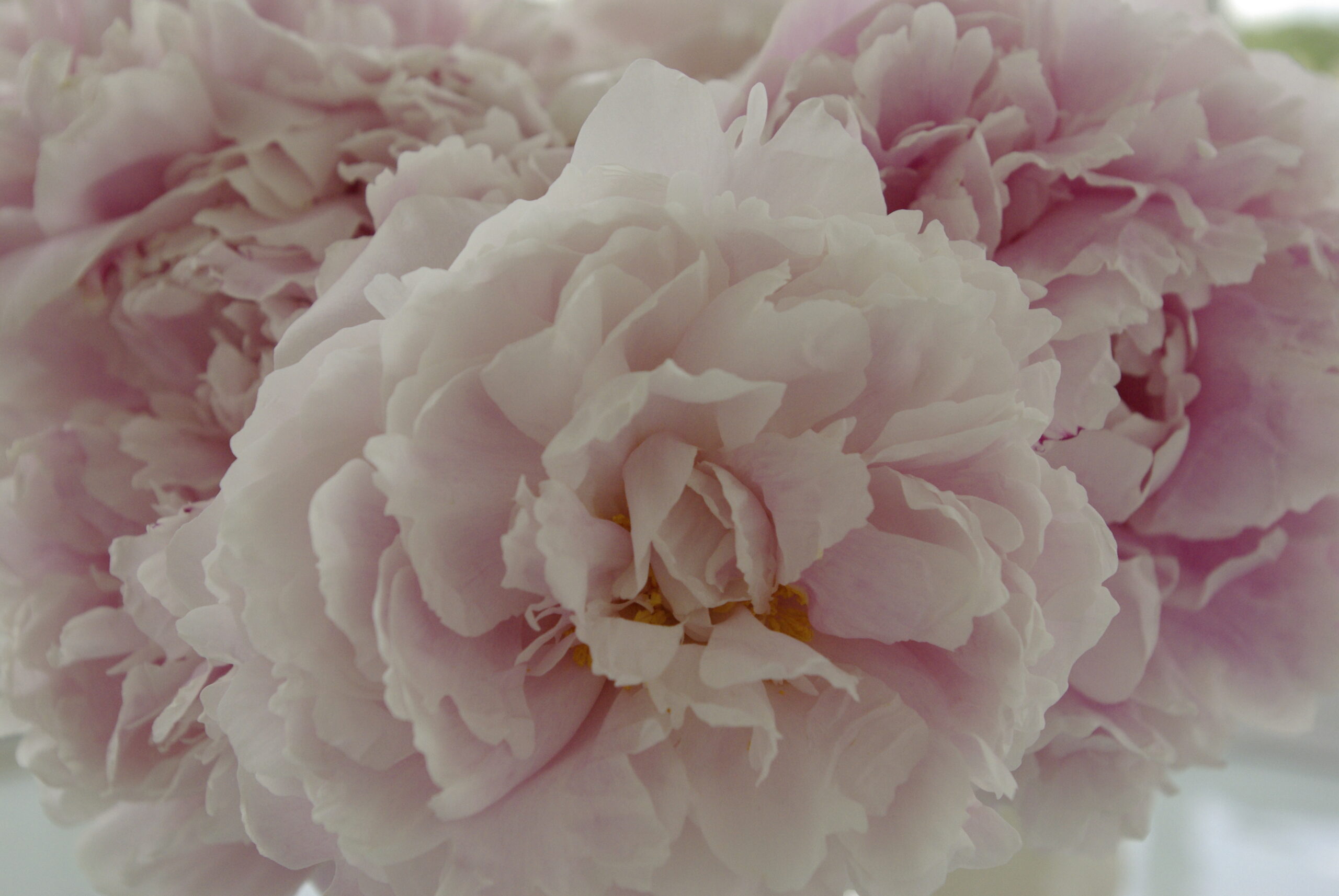 Peonies Close Up artist reference photo