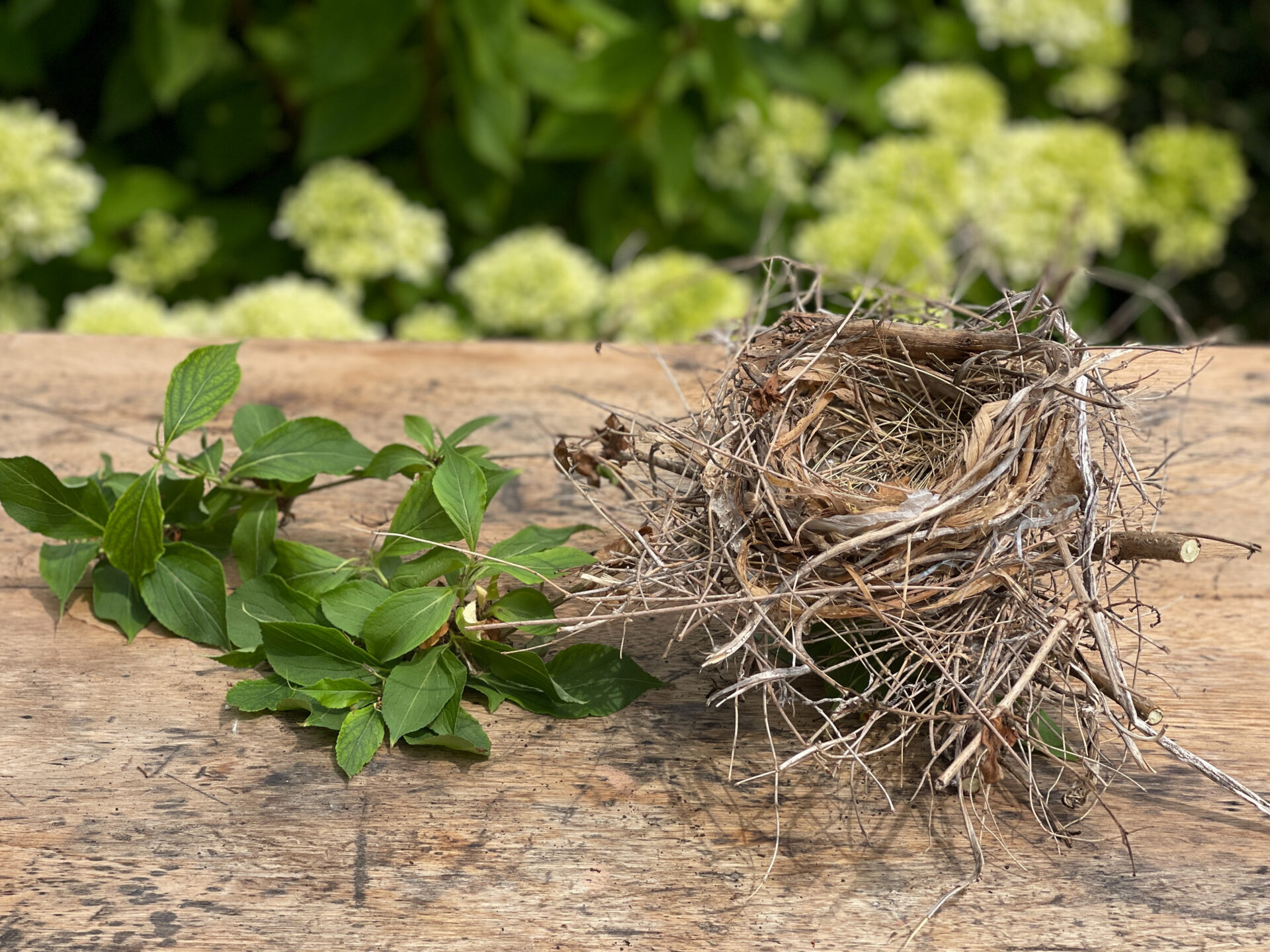 cardinal-nest