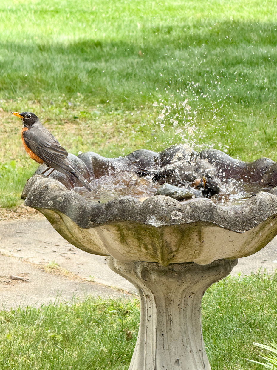 american-robin-splashing-concrete-birdbath