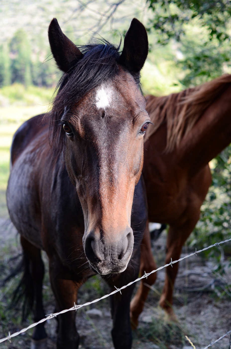 brown-horse-portrait-close-up-of-bay-horse-with-white-blaze-near-barbed-wire-fence