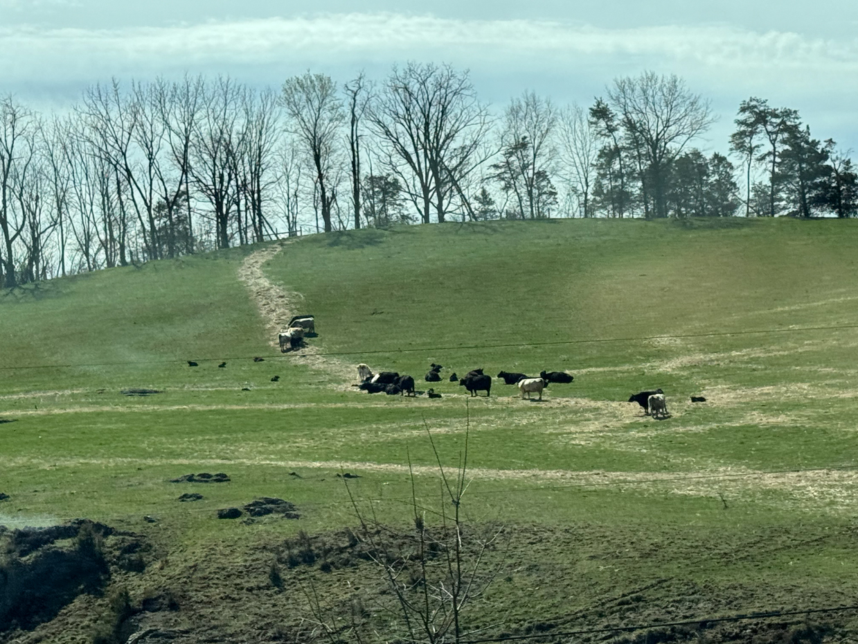 cattle-grazing-hilltop-pasture-bare-trees-rural-landscape