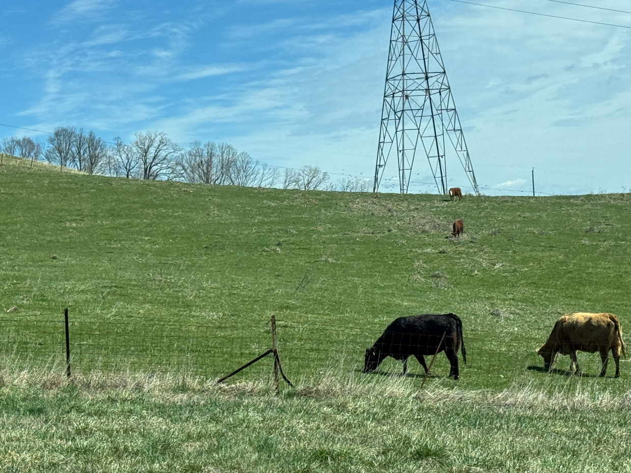 cattle-grazing-pasture-electrical-tower-rural-landscape