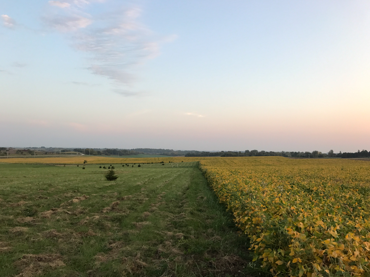 golden-field-of-crops-adjacent-to-green-meadow-at-sunset