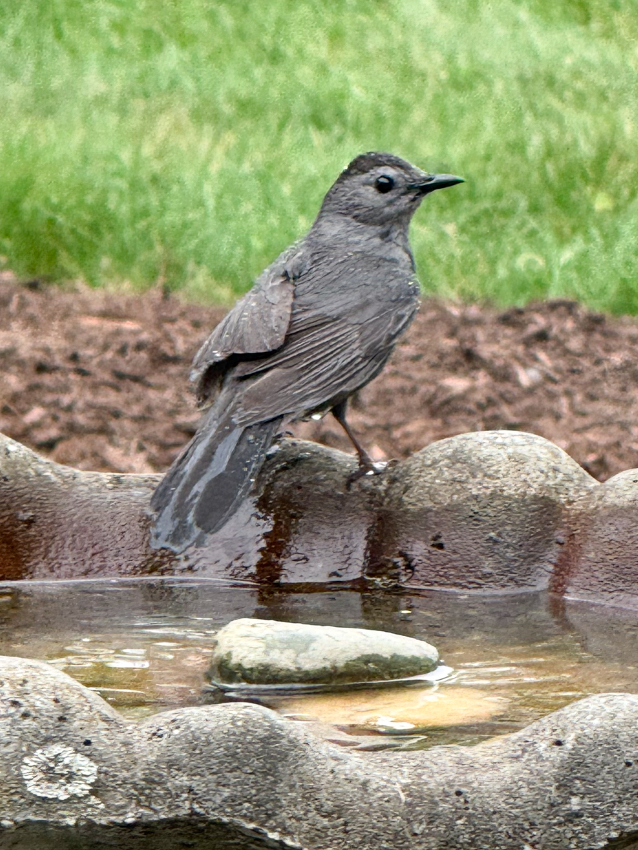 gray-catbird-at-waters-edge-nature-scene