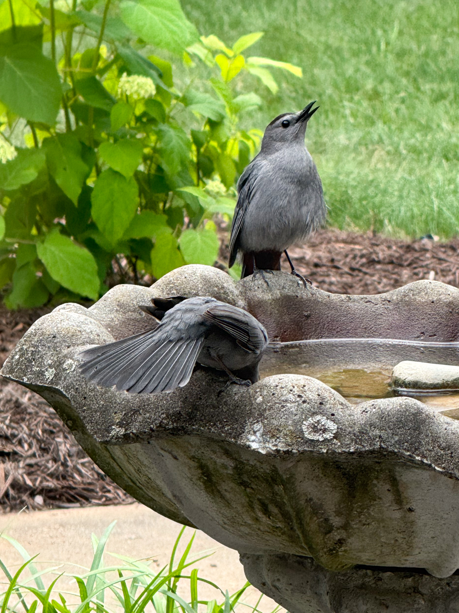 gray-catbirds-bathing-and-perching-in-garden-birdbath