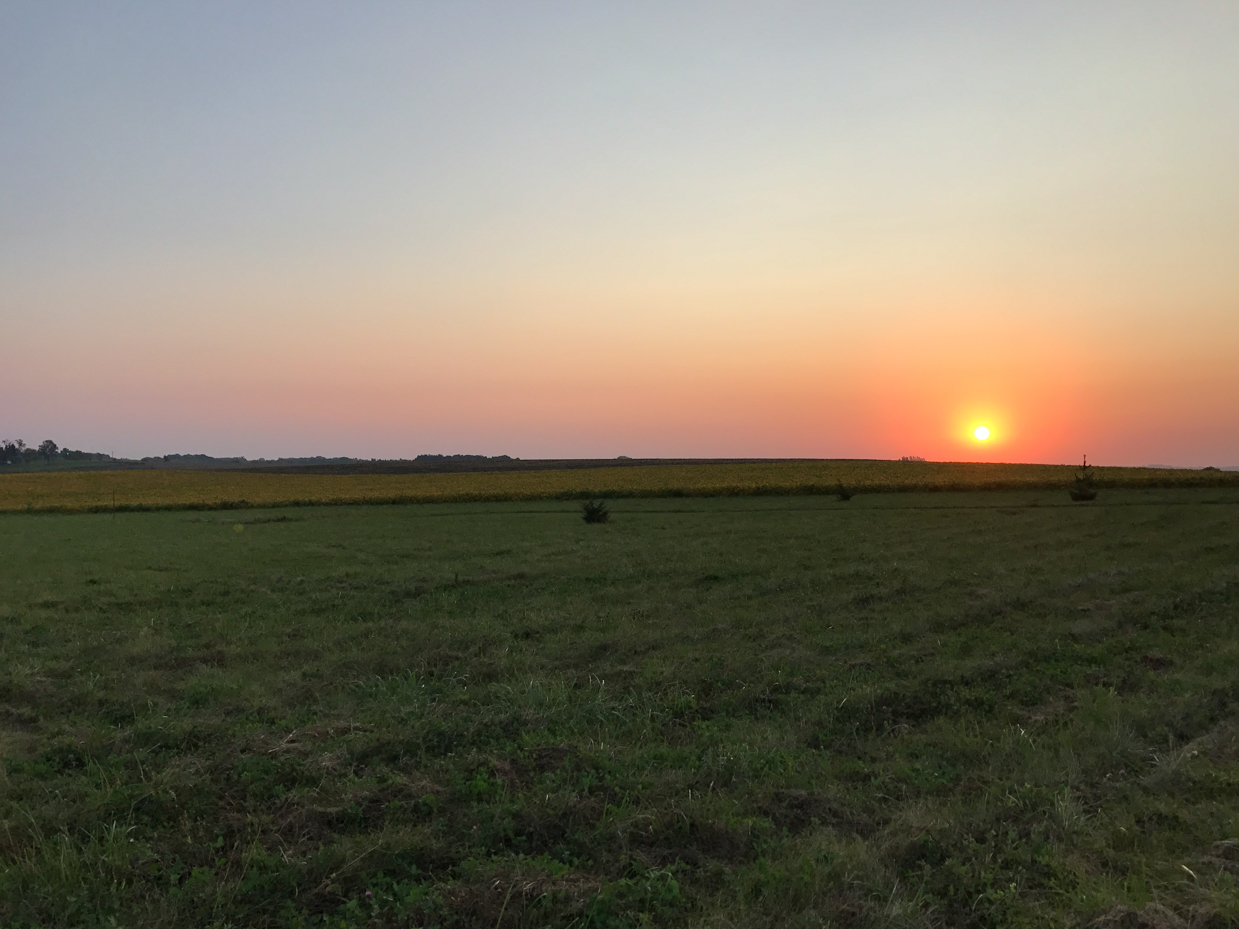 green-field-sunset-rural-landscape-golden-sky-grassy-meadow-distant-horizon-peaceful-countryside-warm-evening-light-open-farmland-tranquil-nature-scene