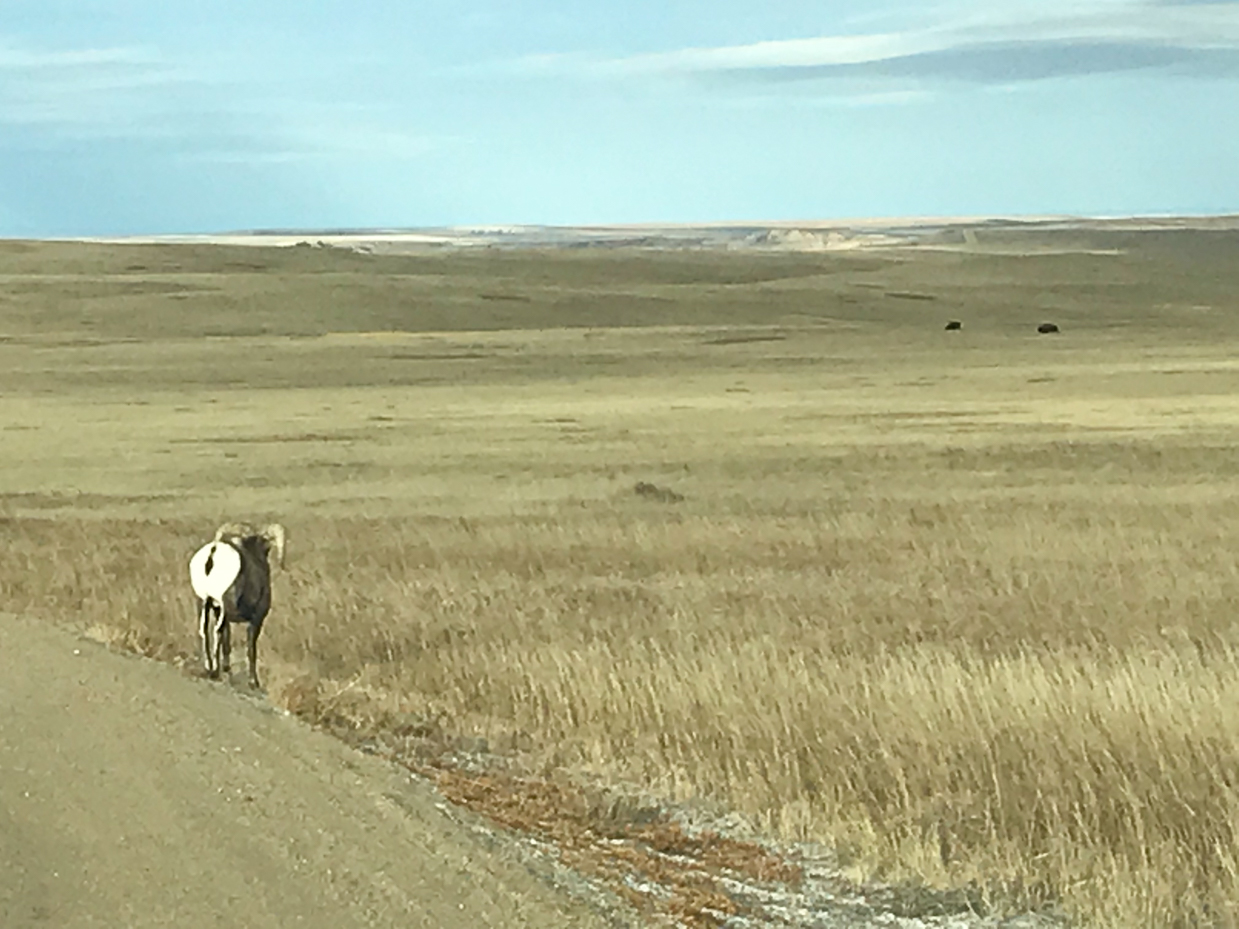 lone-bighorn-sheep-standing-roadside-vast-prairie-landscape-blue-sky-distant-hills-grassland-ecosystem-wildlife-sighting-western-wilderness-scene